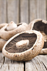 Healthy fresh mushrooms with very shallow depth of field