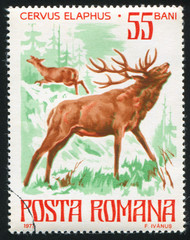 Red Deer