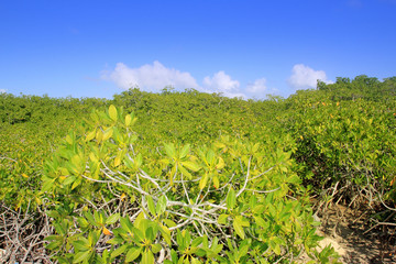 Fototapeta na wymiar Szczegóły mangrowe roślin w słoneczny dzień błękitne niebo