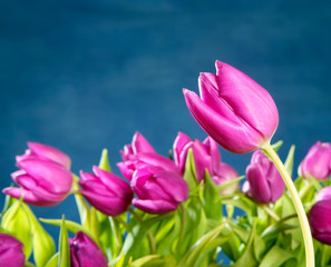 tulips pink flowers on blue studio background