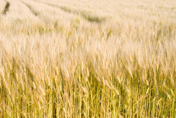 麦秋の大麦畑