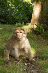 Macaque monkey