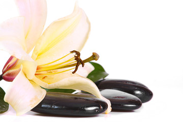 Lilium,Steine © Swetlana Wall