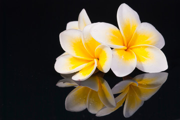 Fototapeta na wymiar Leelawadee kwiat i jego reflecio