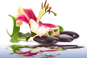 Wasser,Lilium © Swetlana Wall