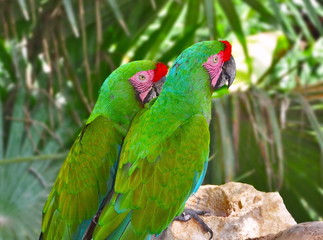 A couple of Great Green Macaws