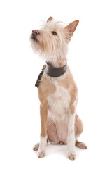 Podengo Portugues medio