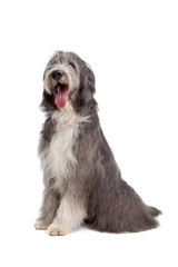Bearded Collie