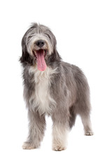 Bearded Collie