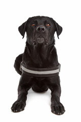 mix breed dog, Labrador, Rottweiler