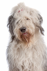 Old English Sheepdog