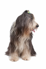Bearded Collie