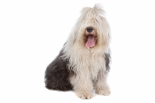 Old English Sheepdog Sitting In White Studio Stock Photo, Picture and  Royalty Free Image. Image 66897264.