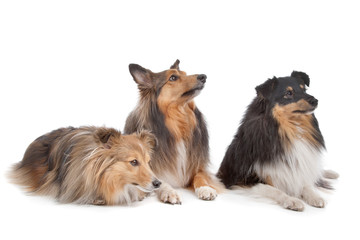 Shetland Sheepdogs