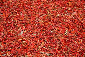 Fototapeta premium Chilli peppers