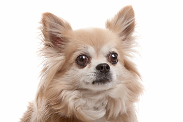 Obraz premium Long haired chihuahua
