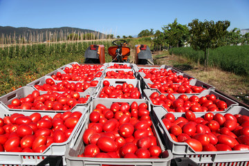 fresh tomatoes on tractor - 34499722