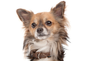 Long haired chihuahua