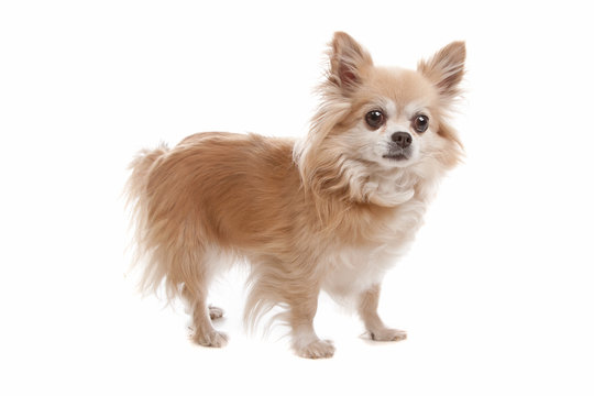 Long haired chihuahua