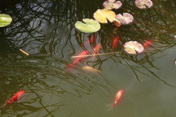 декоративные рыбки в пруду