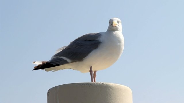 M&ouml;we 01
