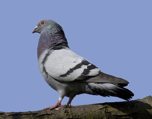 Side view of a feral pigeon on a branch