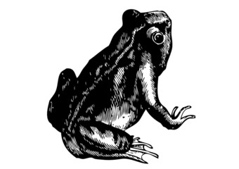 Frosch