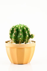cactus isolated