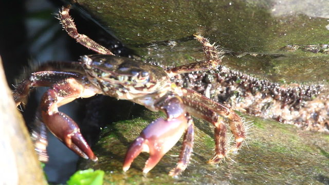 crab eating