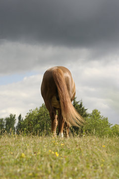 cheval de dos en libert&eacute; dans un pr&eacute;
