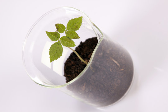 Ecologic laboratory, seedlings
