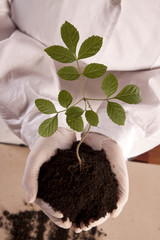 Ecologic laboratory, seedlings