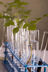 Ecologic laboratory, seedlings
