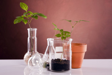 Ecologic laboratory, seedlings