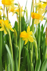 Yellow daffodils