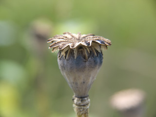Mohn Samenkapsel