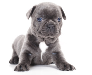 french bulldog puppy