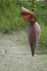 Banana blossom