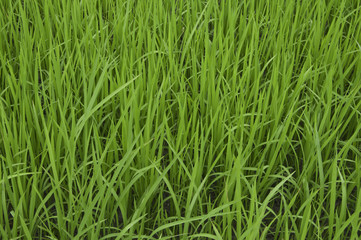 Fototapeta na wymiar Rice farm