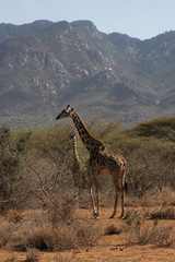 Girafe en liberté