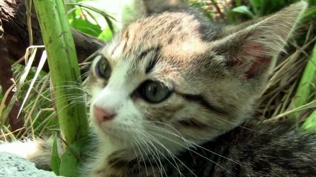 Gattino tra l'erba