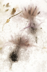 Frozen flowers. blossoms in the ice cube