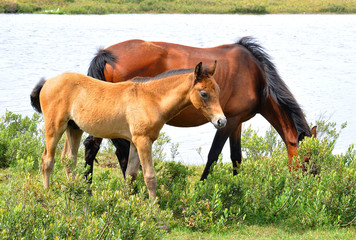 New Forest Horses