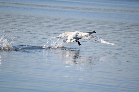 Swan Taking Off