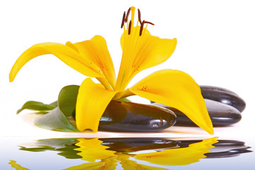 Wasser,Lilium © Swetlana Wall