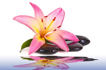 Wasser,Lilium © Swetlana Wall