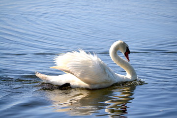 Swimming Away Swan