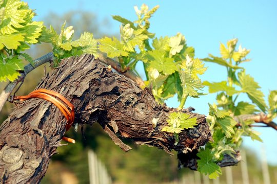 vigne e vigneti-vitis vinifera