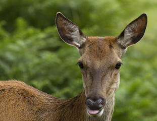 Close up of a femal deer with her tonuge out