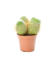 Cactus isolated on a white background